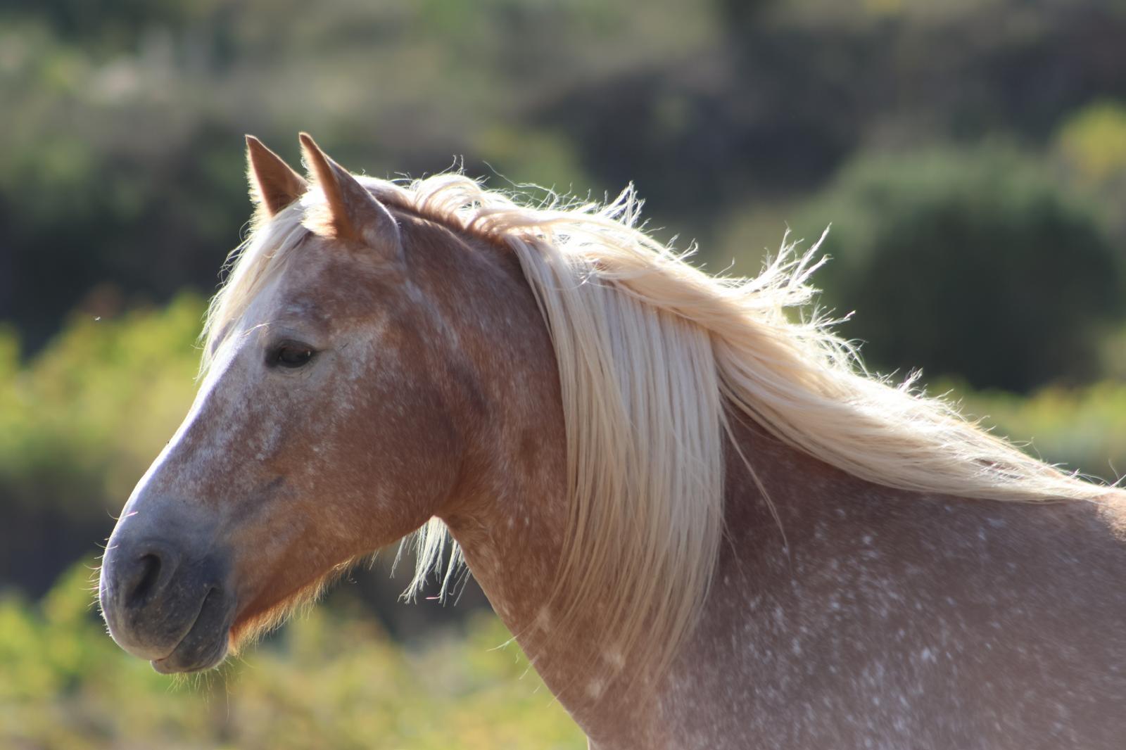Palomino horse in profile, mane in the wind, with the Vilarodona scrubland behind