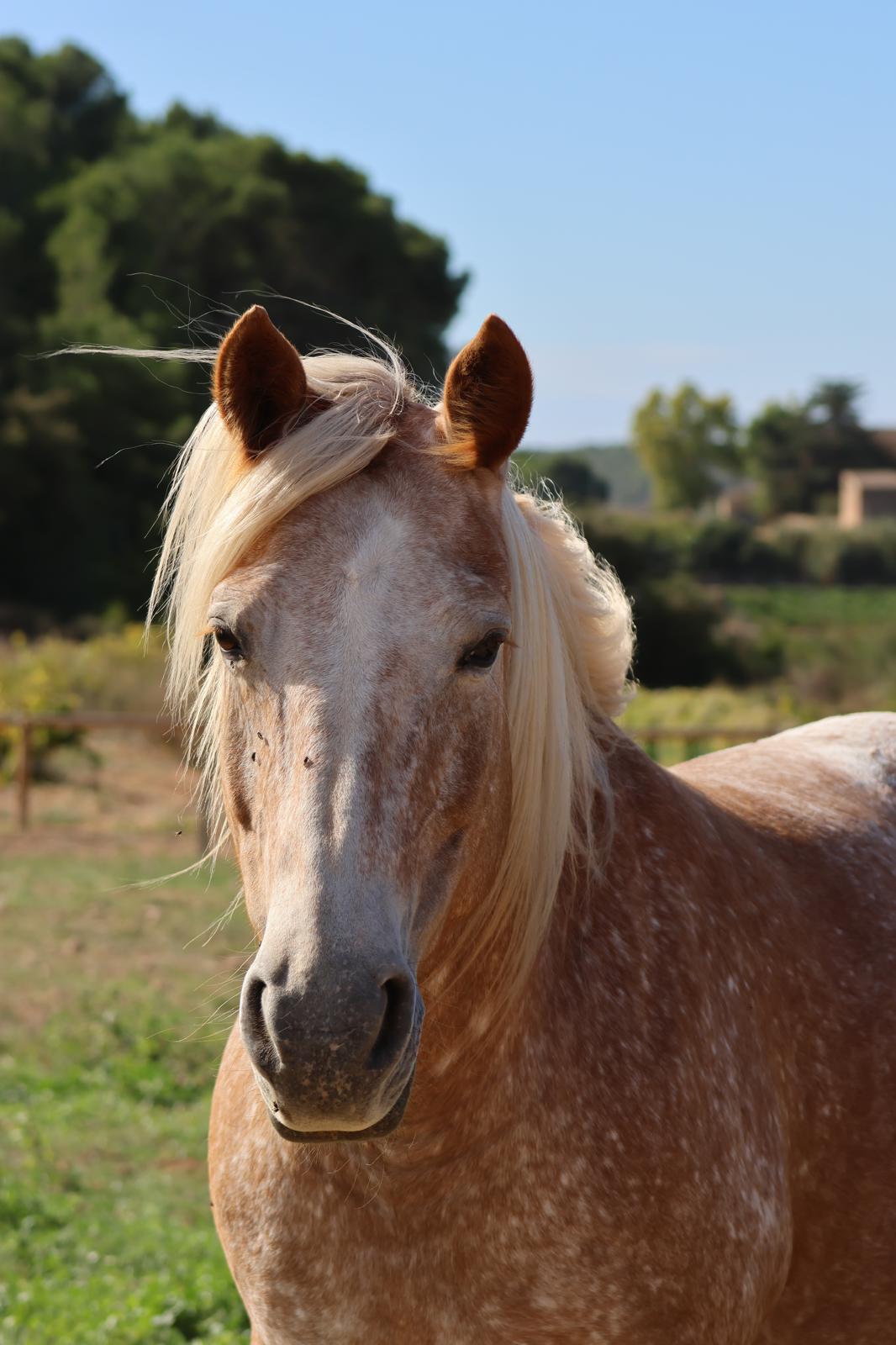 Palomino horse in the meadow, with the fields and houses of Vilarodona behind