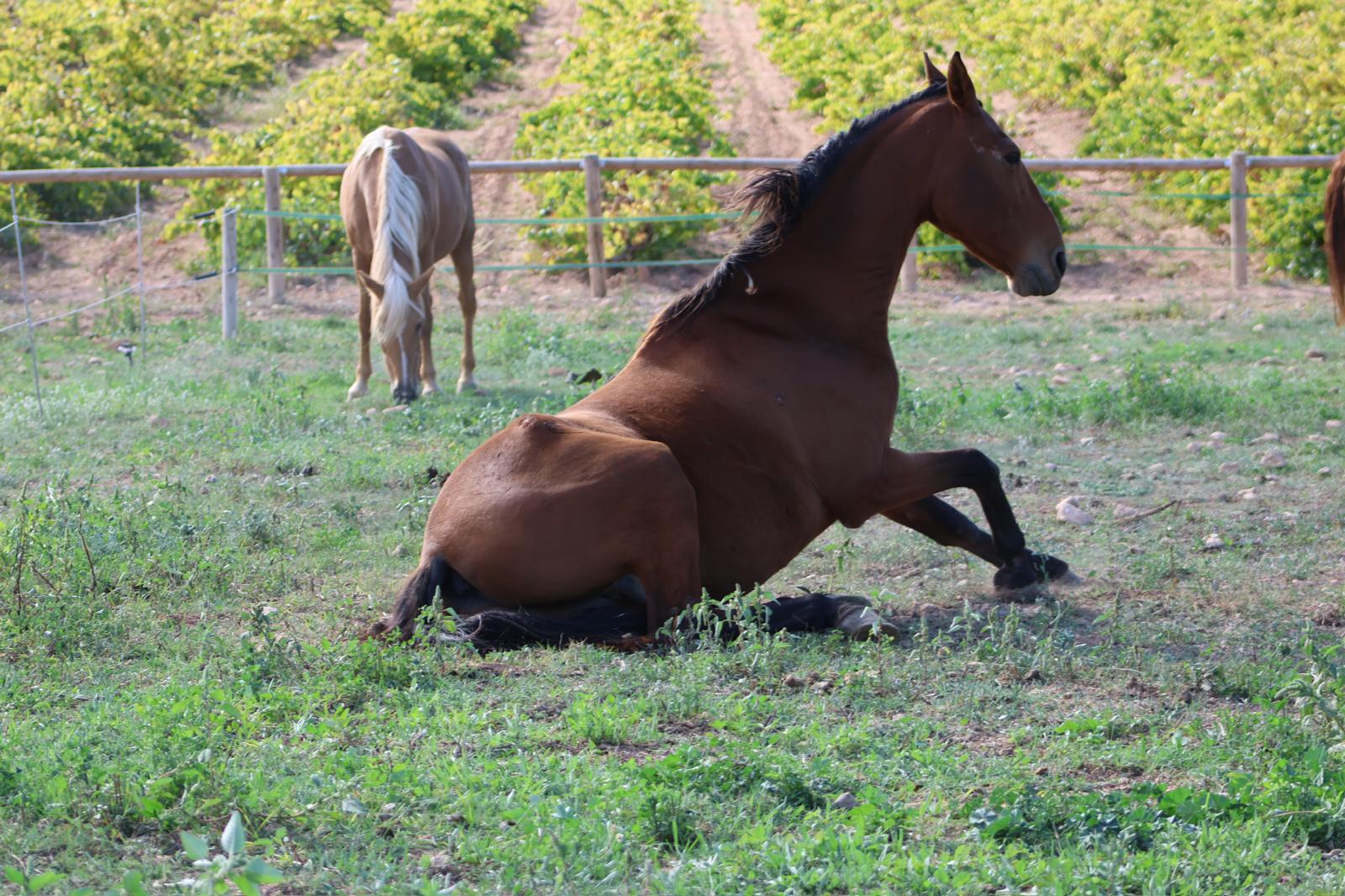 Bay horse getting up after resting on the grass, next to the vineyards