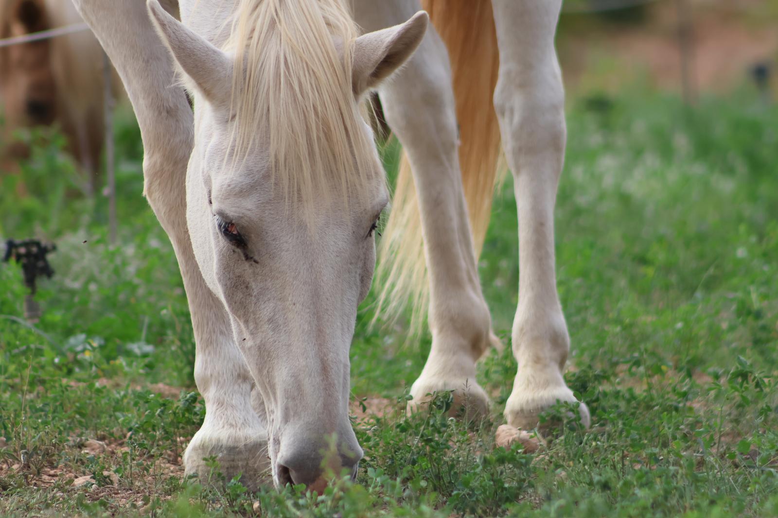 Grey horse grazing fresh grass in the paddock meadow