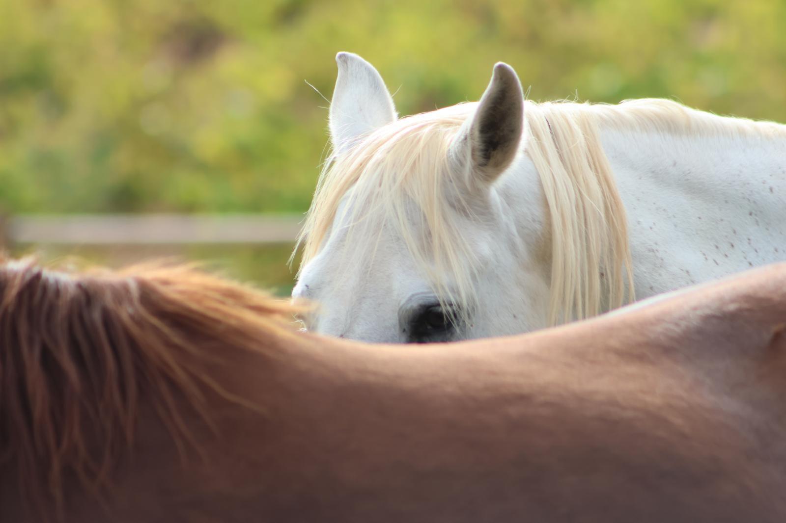 A grey horse resting its head on the back of a chestnut horse