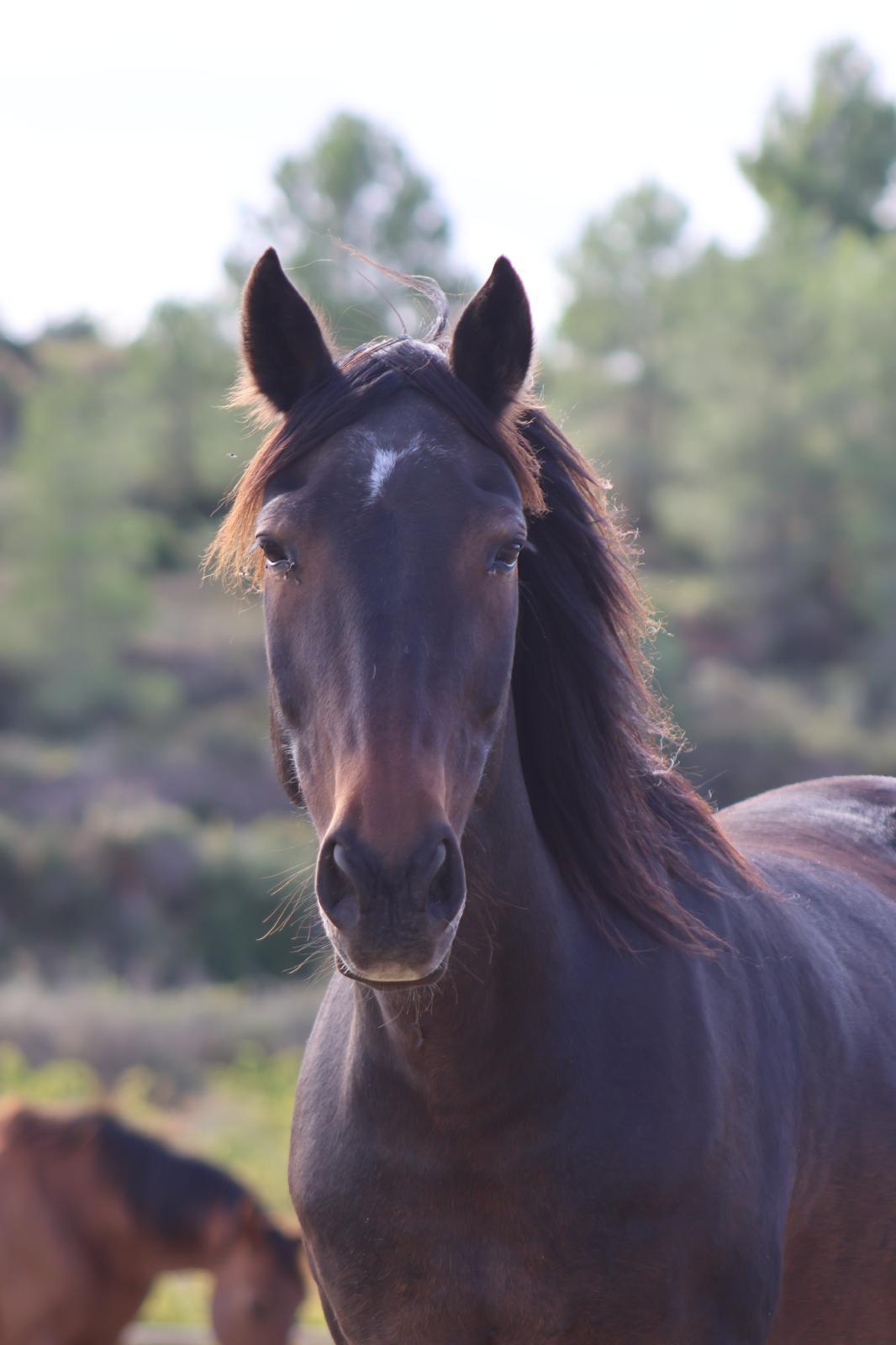 Bay horse with a white blaze facing the camera, another horse behind