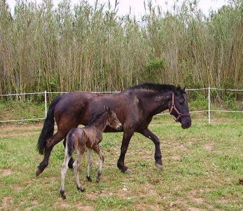 Mare trotting beside her foal across the paddock meadow