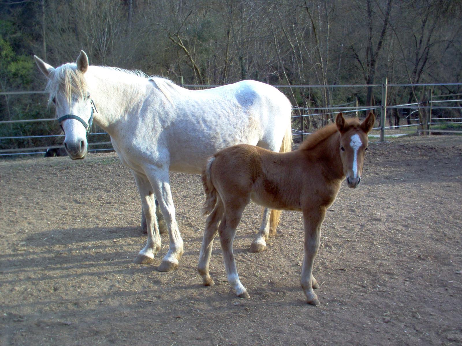Grey mare with her chestnut foal in the sand area of the paddock