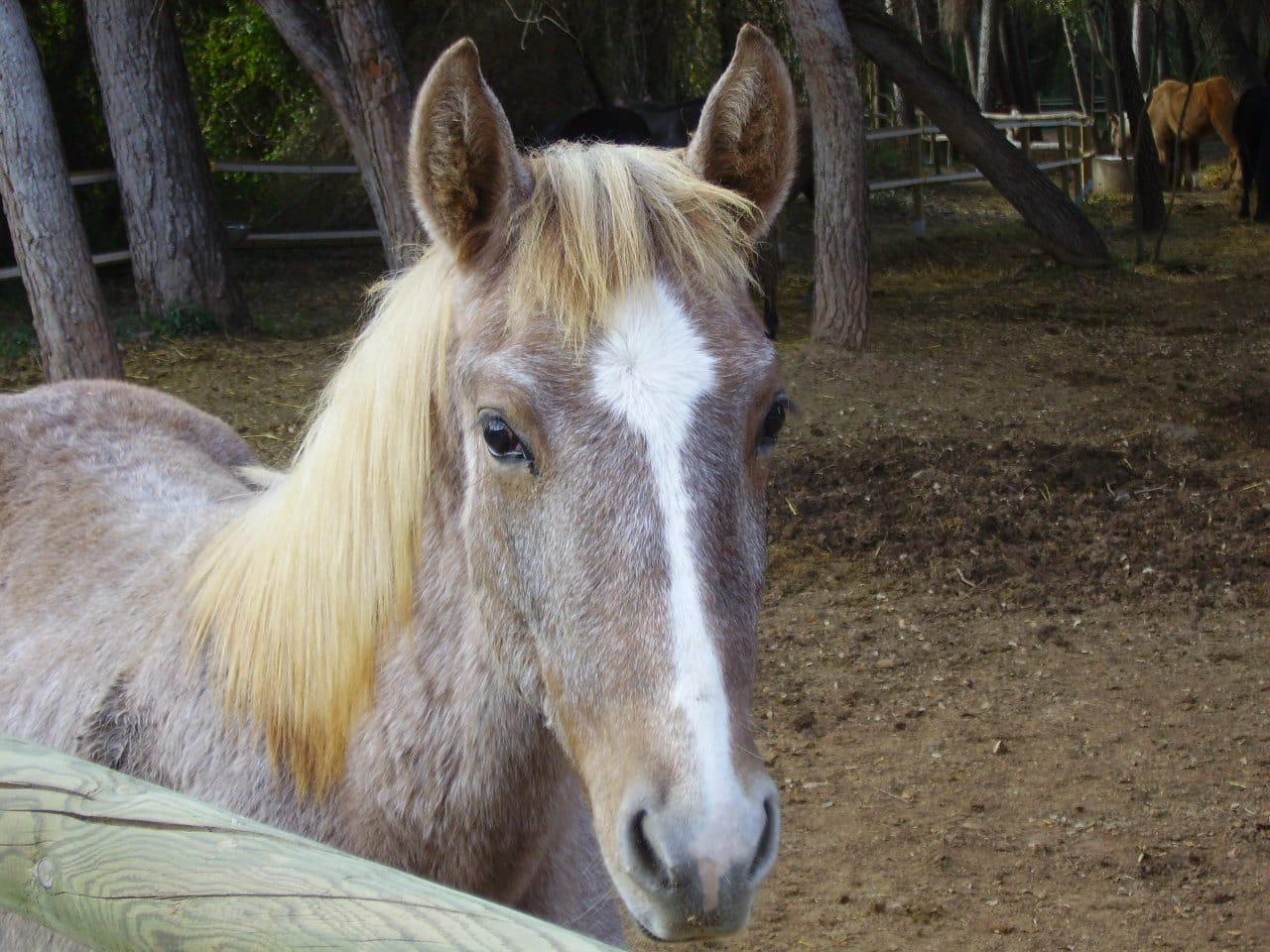Palomino horse with a blond forelock, looking at the camera