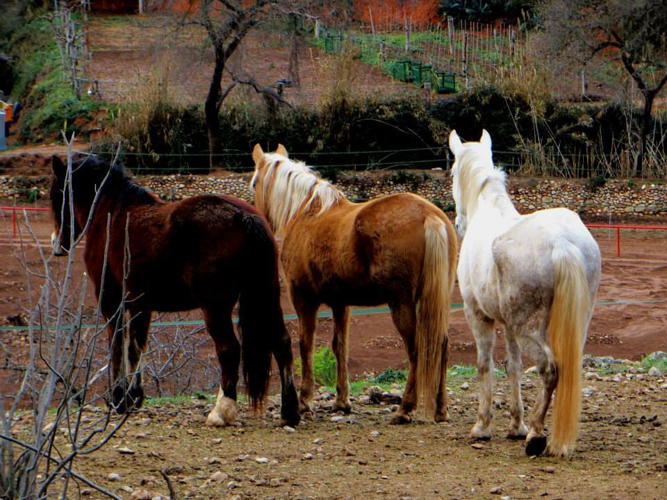 Four horses of different coats together in the paddock: bay, palomino, chestnut and grey