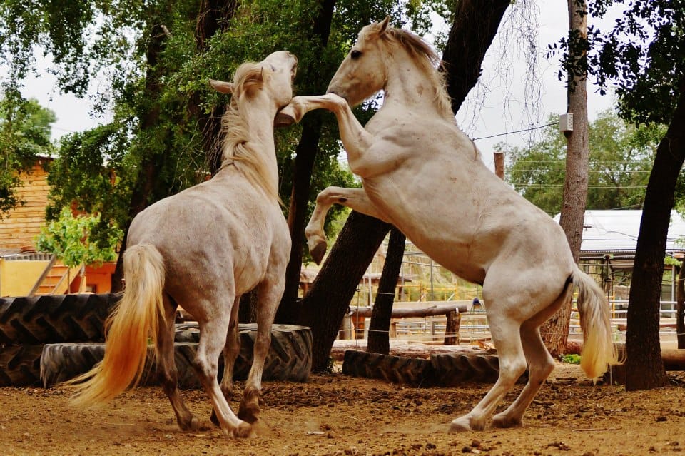 Two palomino horses rearing in play on the sand, among the trees