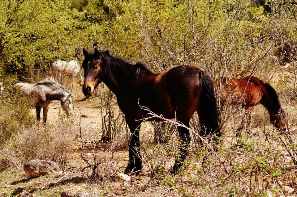 Horses grazing freely among the flowering scrub by the Gaià river