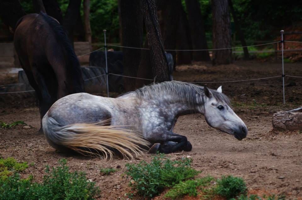 Dappled grey horse lying down, resting on the ground under the pines