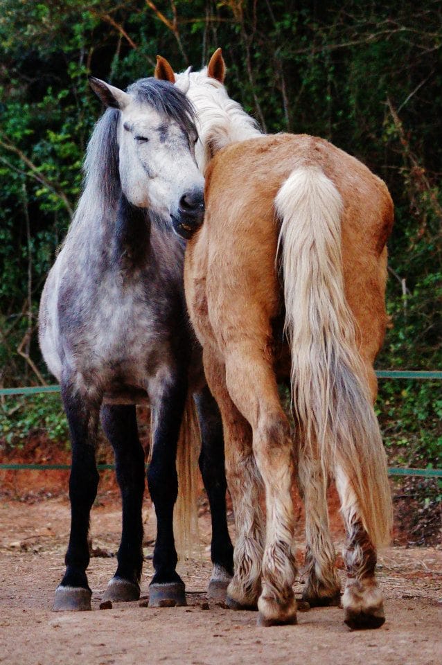 A dappled grey and a palomino horse grooming each other, standing head to tail
