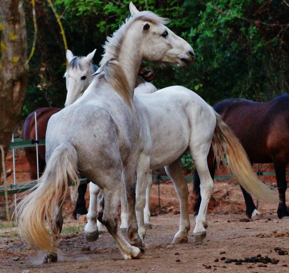 Grey horses leaning on one another in the shade of the paddock trees