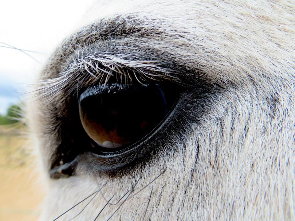 Close-up of the eye and pale lashes of a grey horse