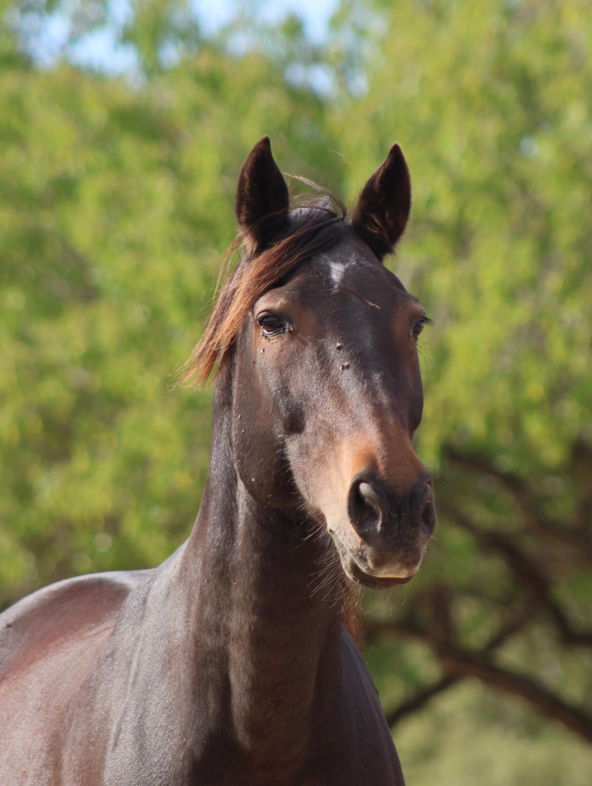 Portrait of a dark bay horse of the herd, looking at the camera