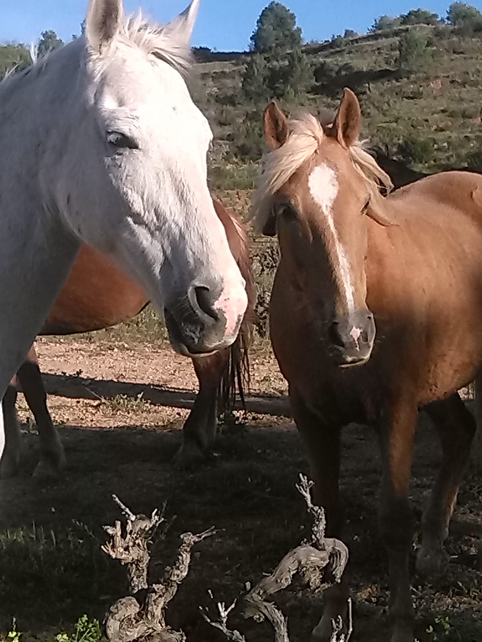 A grey and a chestnut horse nuzzling muzzle to muzzle