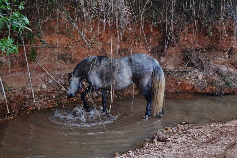 Grey horse cooling off in the water pool dug into the red earth bank