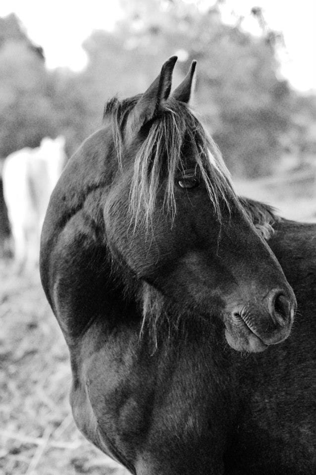 Black and white portrait of a horse of the herd turning its head