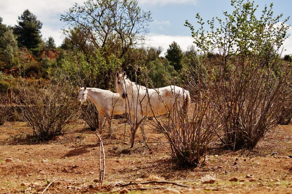 Two grey horses among the scrub of the paddock red earth terrain