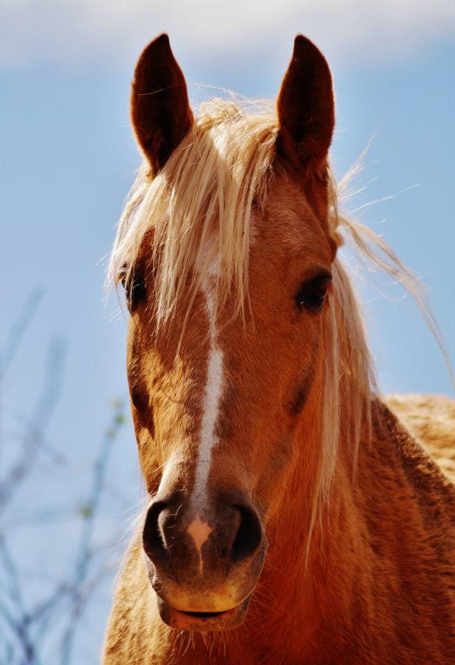 Chestnut horse with a white blaze against the blue sky