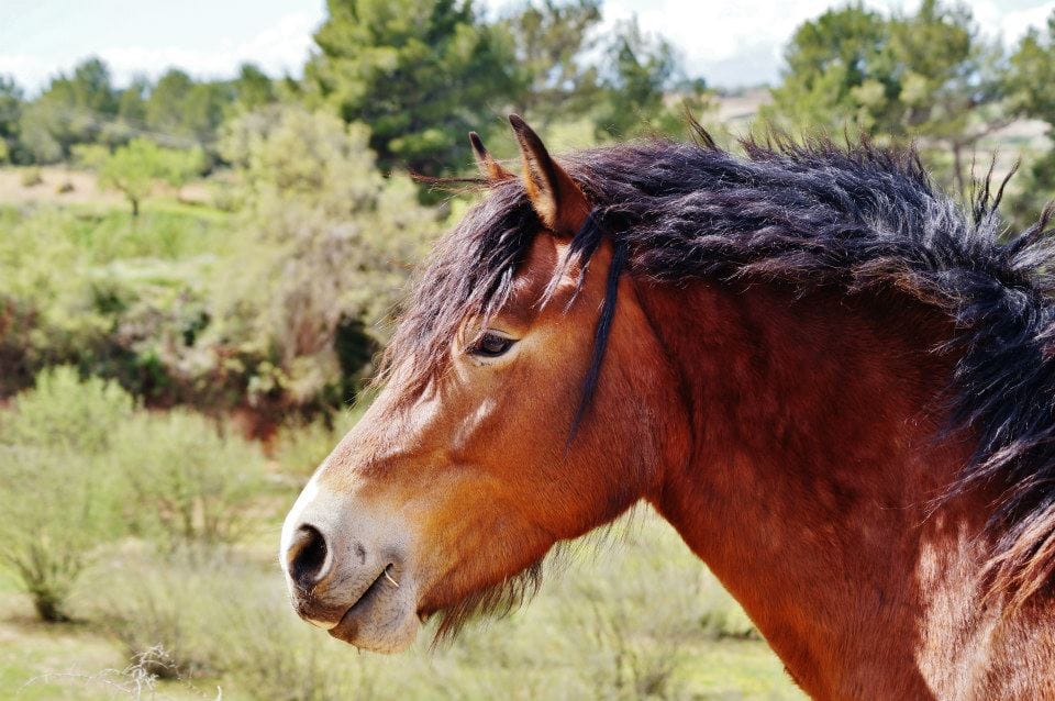 Bay horse in profile, with the paddock scrubland behind
