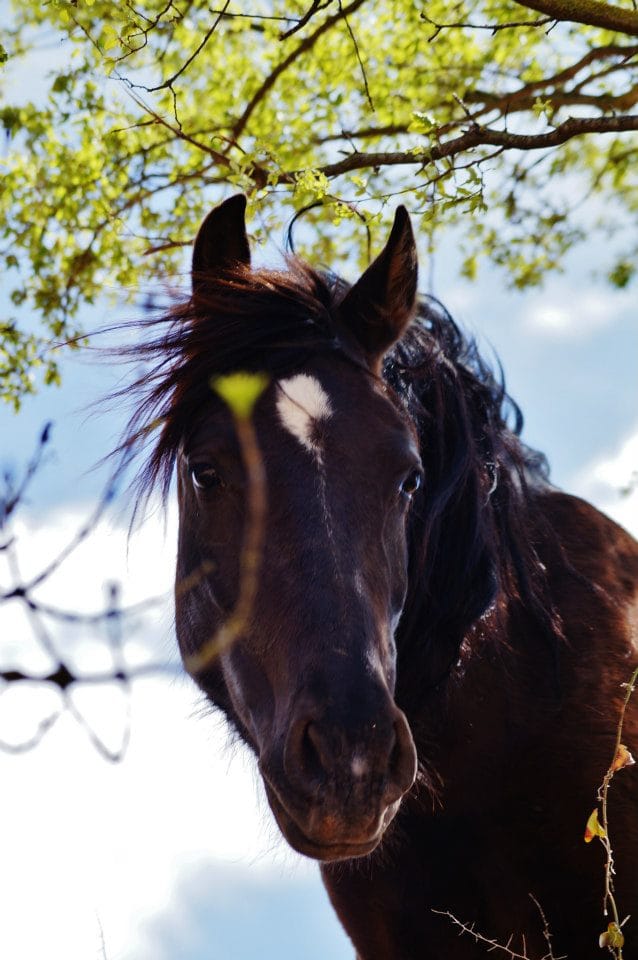 Bay horse looking down at the camera, framed by branches and sky