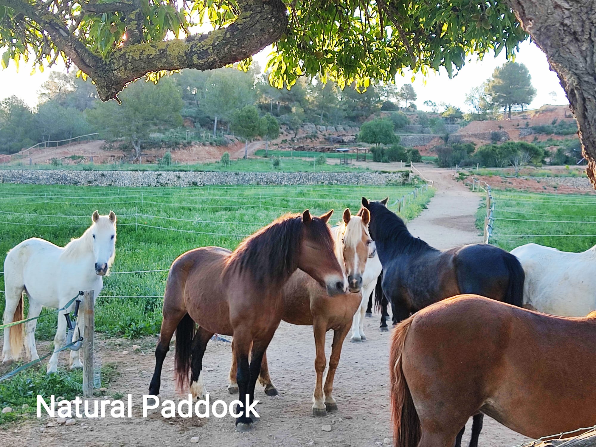 The herd walking in single file along one of the paddock paradise tracks