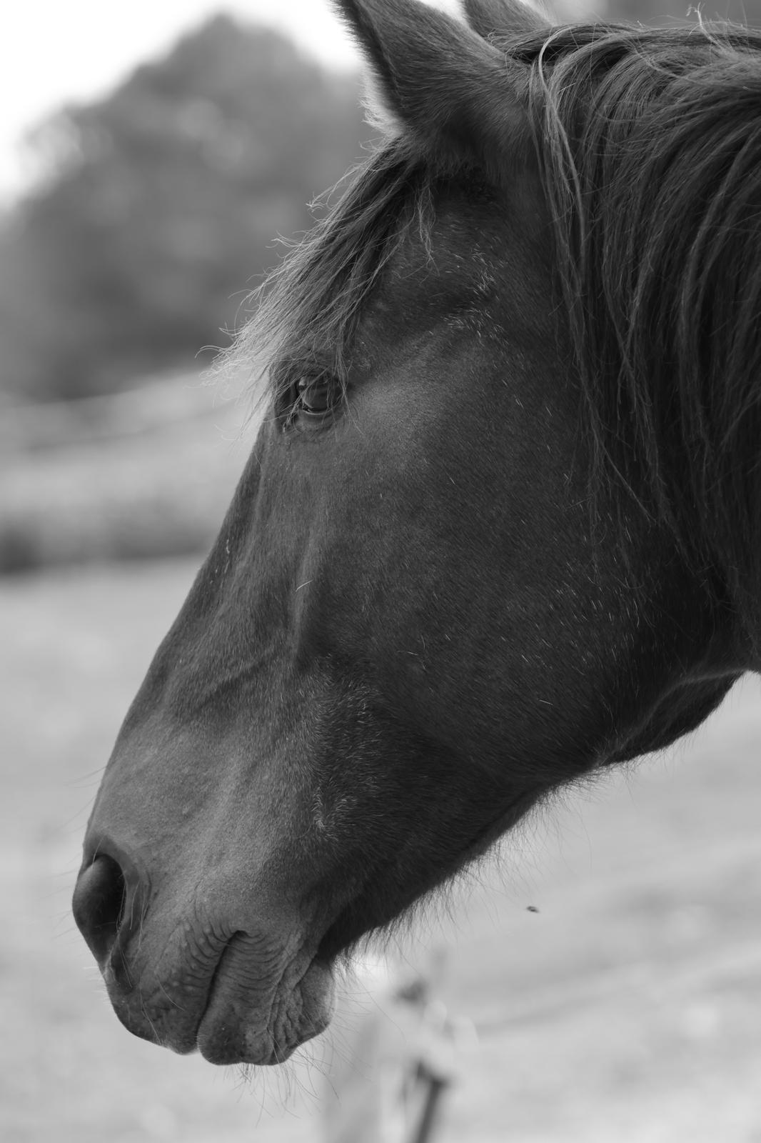 Black and white profile of a horse of the herd