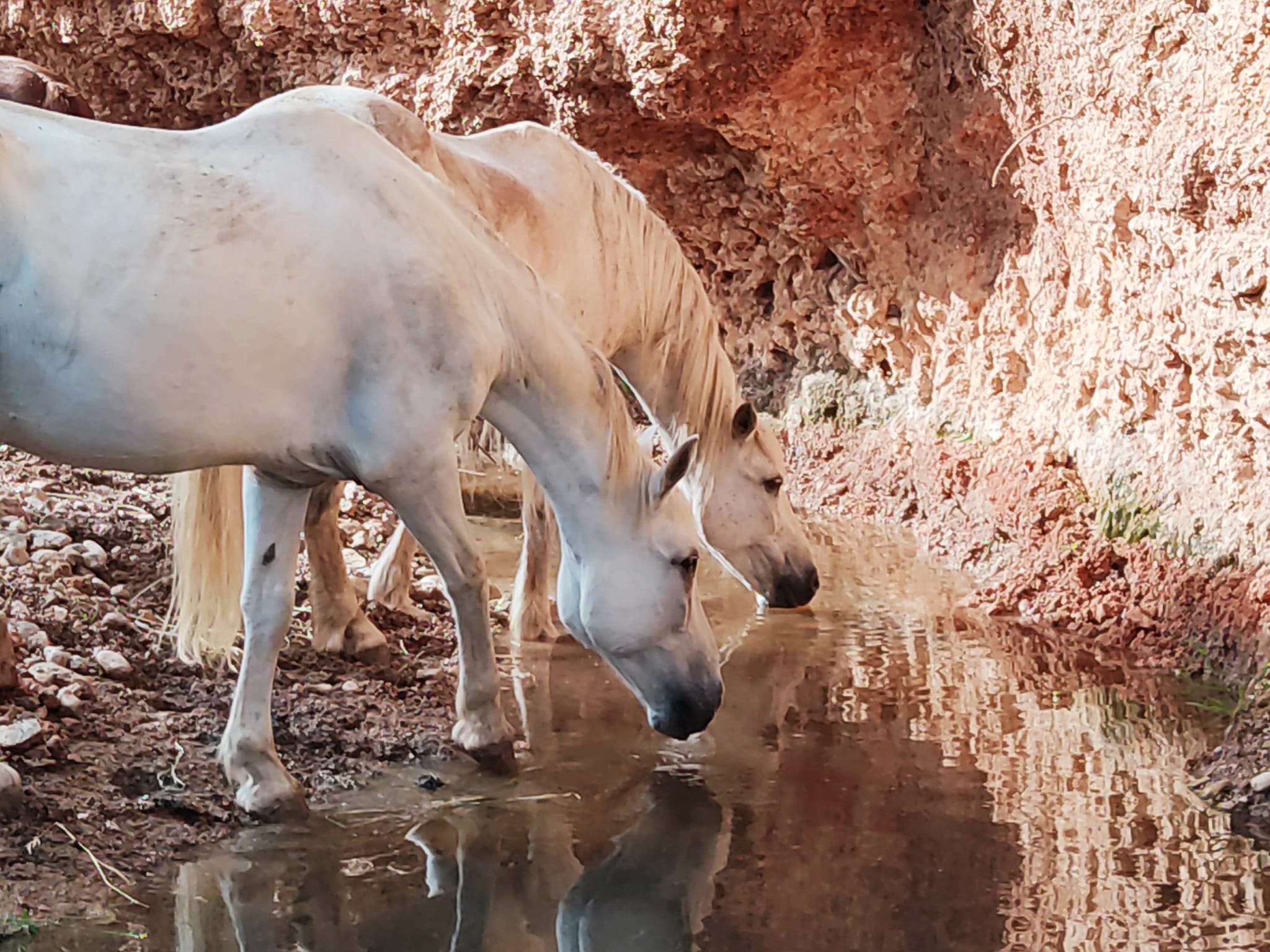 Grey horse drinking at the water point at the foot of the red earth bank of the paddock paradise