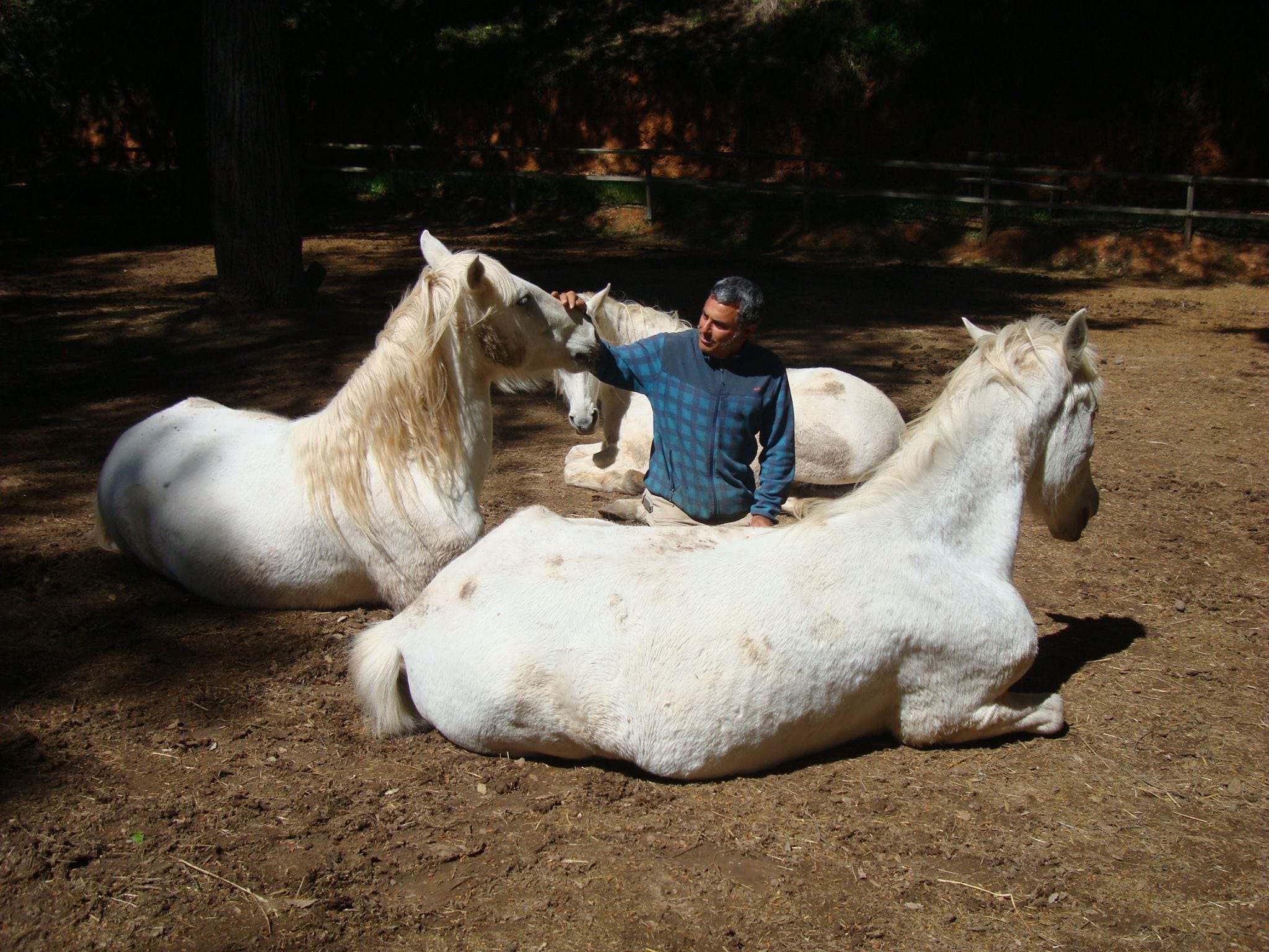 A man sitting on the ground among three horses lying down, resting under the pines