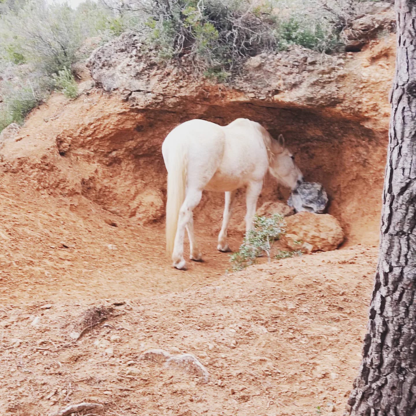 Grey horse scratching against the sandy bank of the paddock, under a pine tree