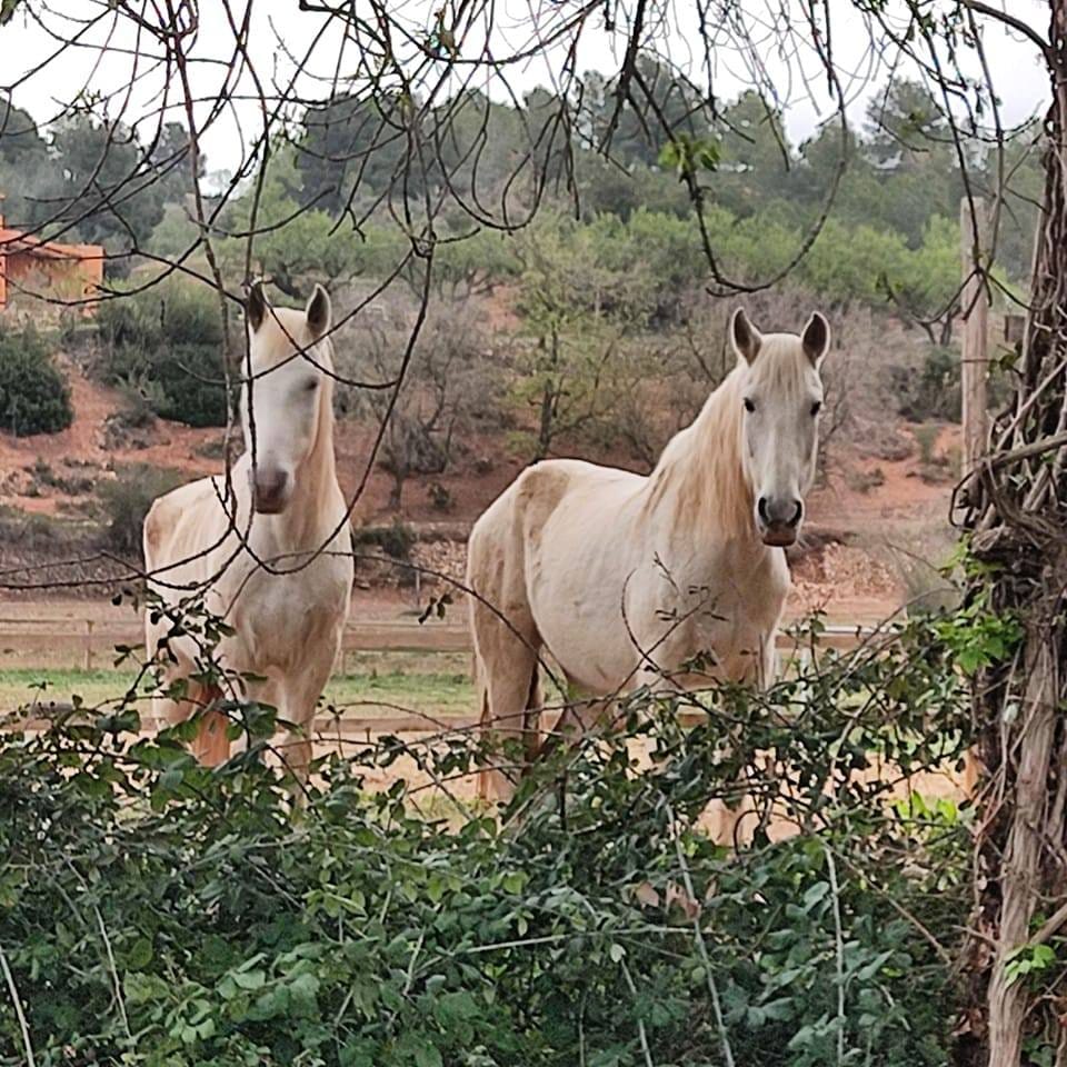 Two palomino horses among the paddock vegetation, seen through the branches