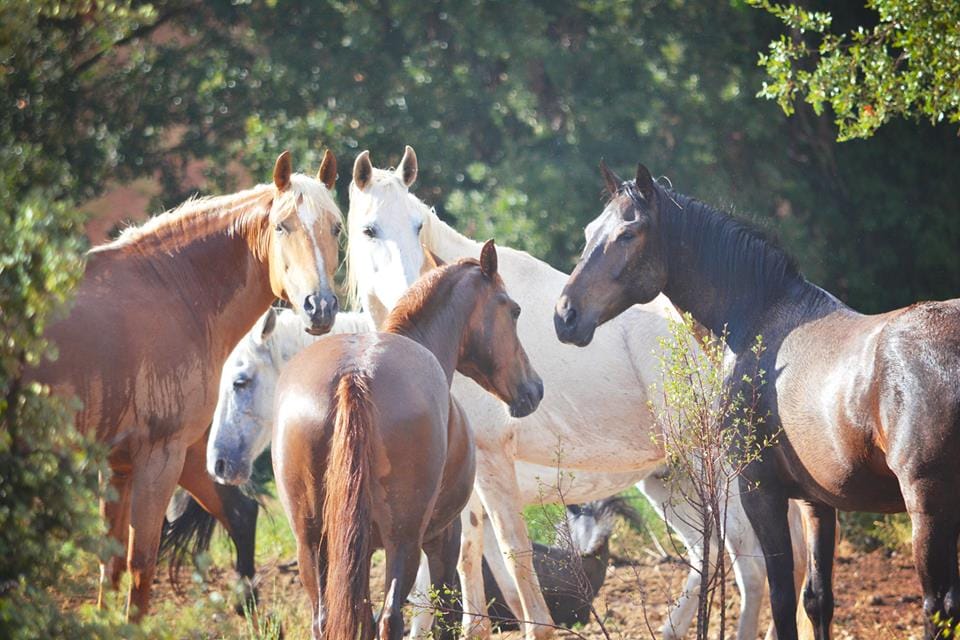 The whole herd gathered under the trees, living free at Natural Paddock