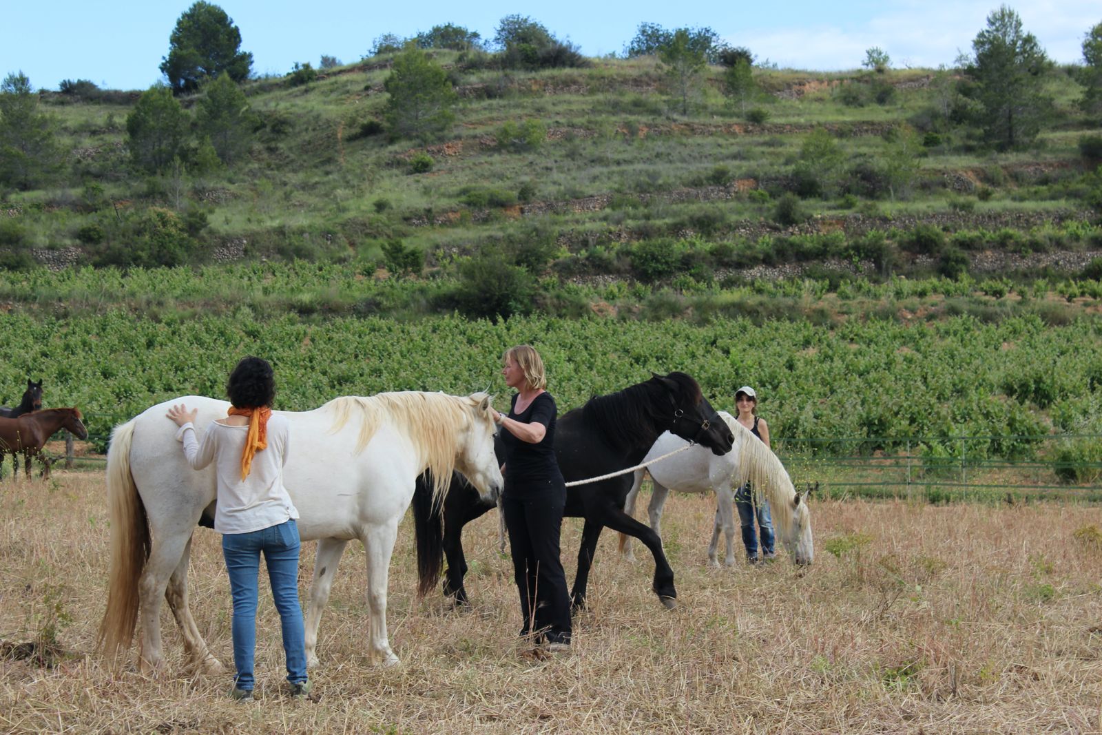 Three people walking with horses along the track, beside the vineyards