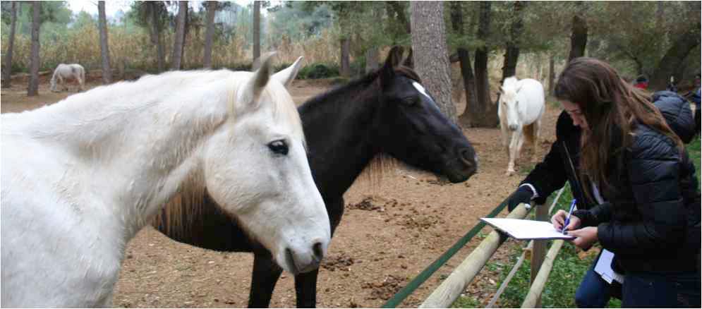 A woman taking notes beside a grey horse and a black horse during a session