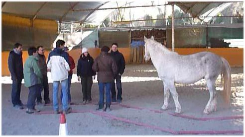 A group of people around a grey horse during a workshop in the covered arena