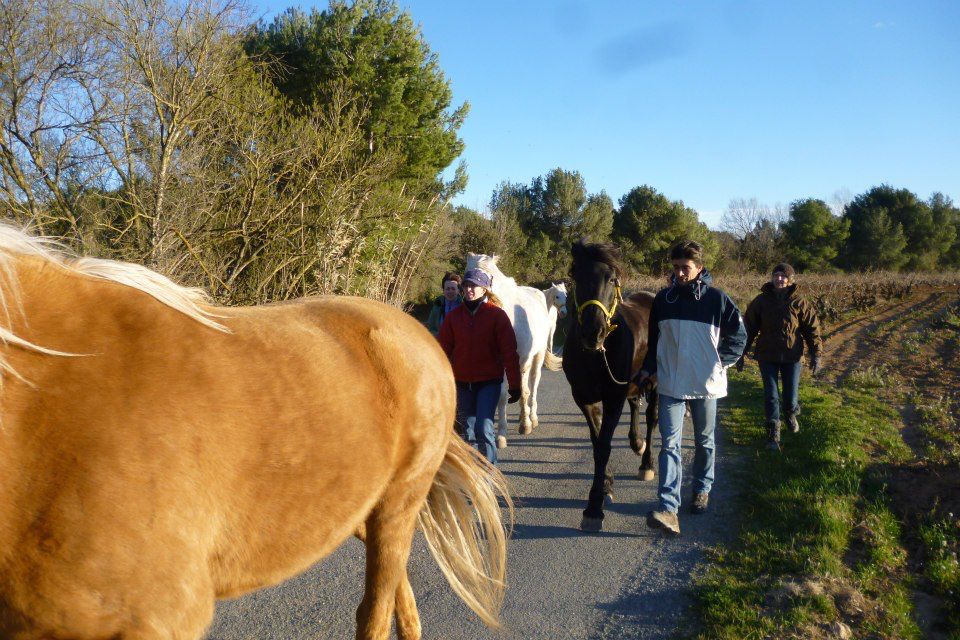 A group of people walking with the horses along the track during a visit to the paddock