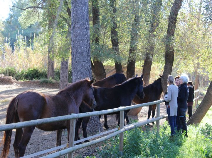 A group of visitors watching the horses at the fence, among the poplars