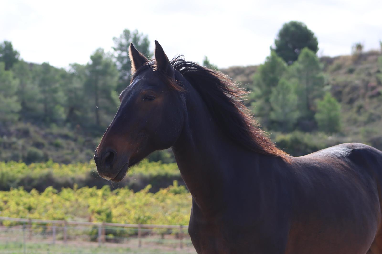 Caballo bayo de perfil, con las viñas y la ladera de pinos de Vilarodona al fondo