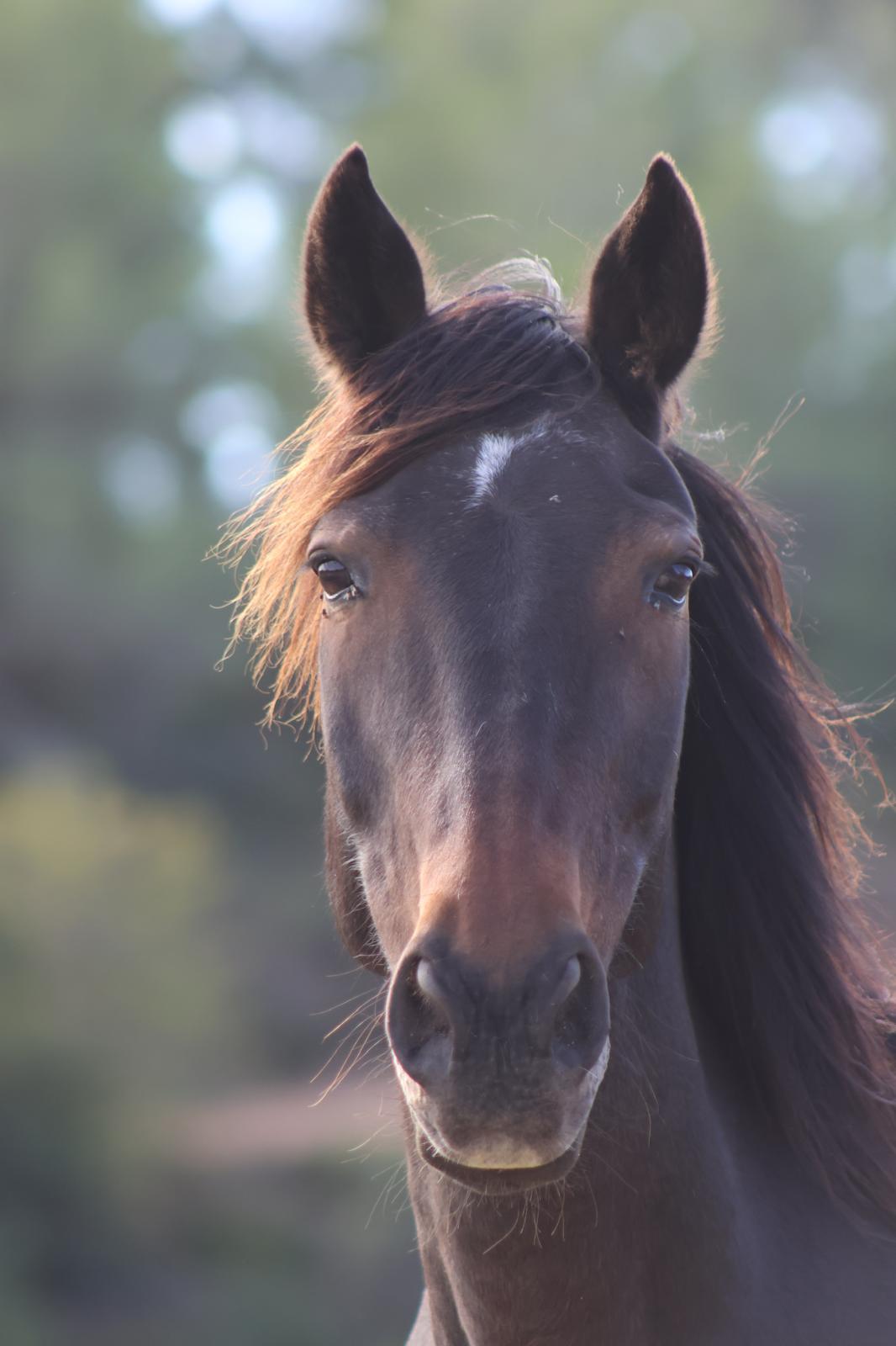 Bay horse looking at the camera, with the woodland blurred behind